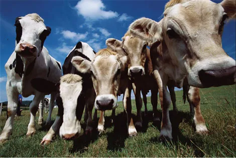 В продажу поступит молоко и мясо клонированных животных