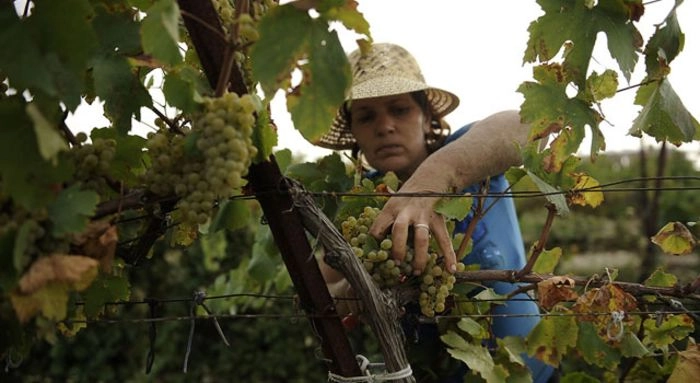 Минфин рассчитает размер пошлины для фермеров за лицензию на производство вина