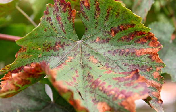 Милдью винограда: причины появления и способы борьбы