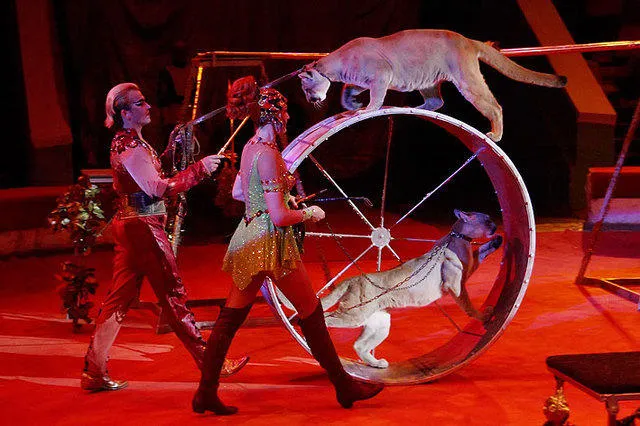 Минкультуры инициировало смену главы Росгосцирка 