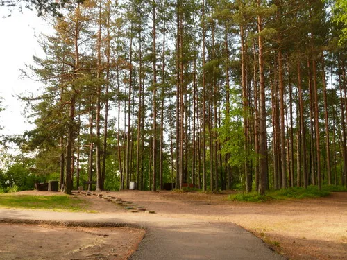 В Новгородской области проводится проверка исполнения лесного законодательства