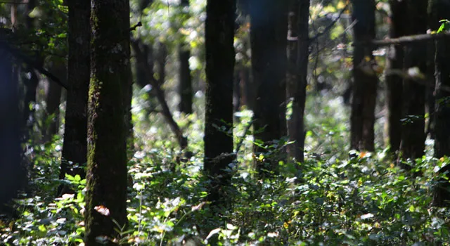Прокуратура усилила надзор за соблюдением лесного законодательства