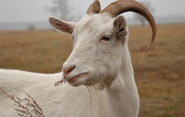 Лучшие породы молочных коз: подробное описание и сравнительная характеристика