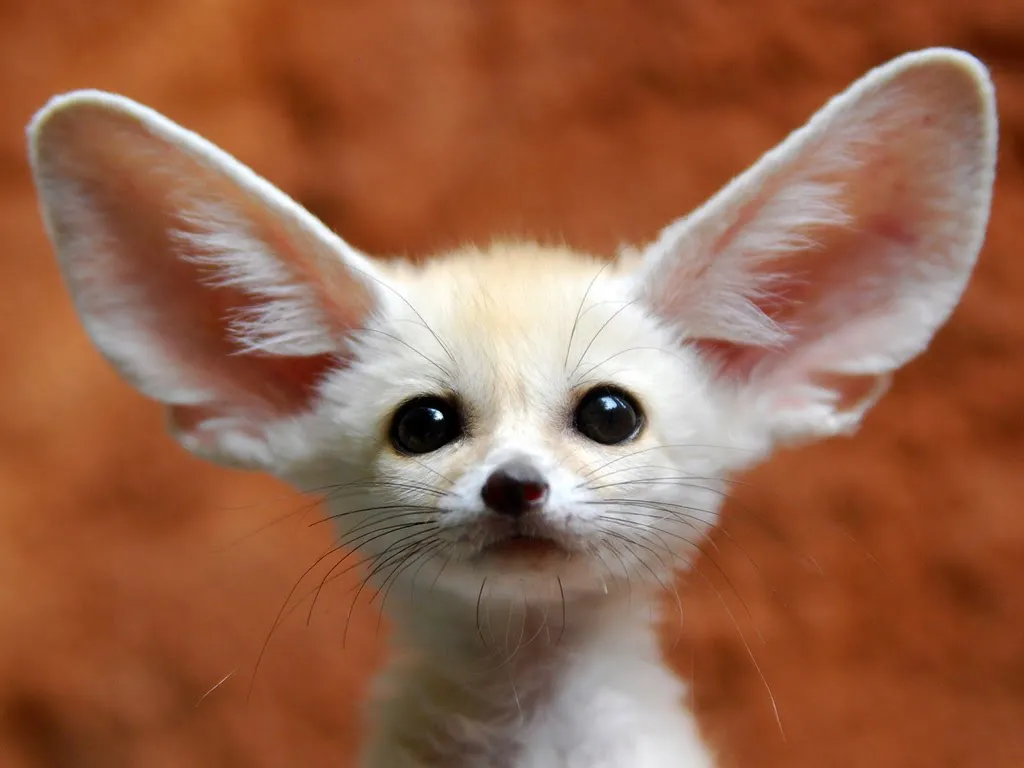 Налог на жизнь, уши и нос: экскурс в историю. Бонус — новые вакансии для бухгалтеров