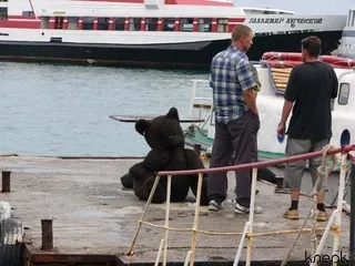 Госкомрыболовство сокращает срок оформления судов