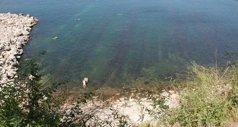 Водоросли