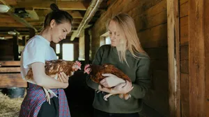 Как зарабатывать на несушках и цыплятах: опыт владельцев фермы «Переполох»