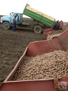 ООН проведет фотоконкурс, посвященный картофелю