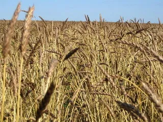 Минсельхоз может объявить о повышении  пошлины на экспорт зерна