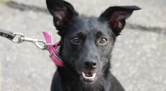 За убийство животных предлагают привлекать к ответственности с 14 лет