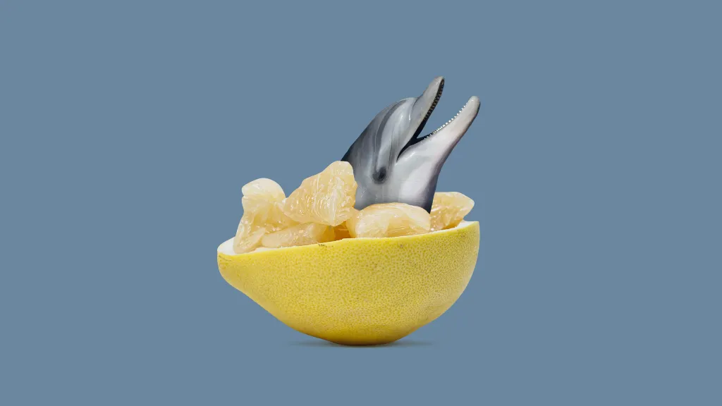 Сверхпопулярные запросы в интернете: боевые дельфины, плакат «Берегите воздух» и помело