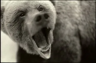 Из благовещенского зоопарка сбежали медведи