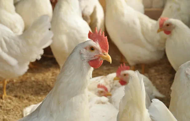 Микоплазмоз кур: причины и способы борьбы с куриной «псевдочумой»