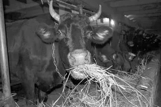 Производители молока сговорились