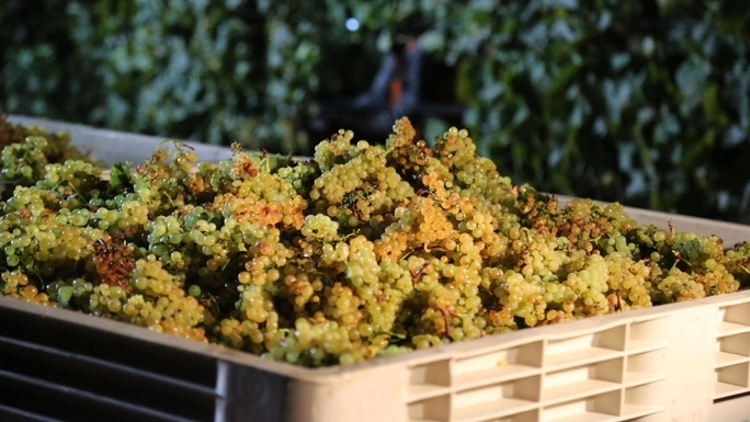 Применять ЕСХН разрешат производителям вина из чужого винограда