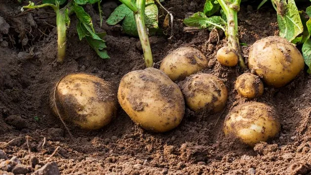 Подкармливание картофеля: методы и необходимость