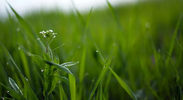 В Новгородской области увеличилось число нарушений природоохранного законодательства