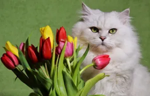 🌸🐾 Как капитализировать кота в цветочном магазине? Или бизнес-секрет с пушистым активом! 🐱