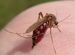 Установлено, почему комары кусают не всех
