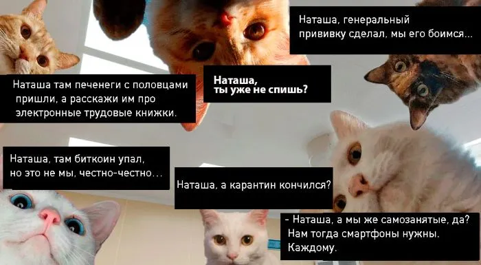 «Наташа, вставай!». Бухгалтерский вариант знаменитых котов год спустя