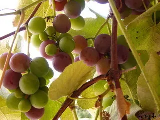 МЭРТ хочет снизить пошлину на черенки виноградной лозы