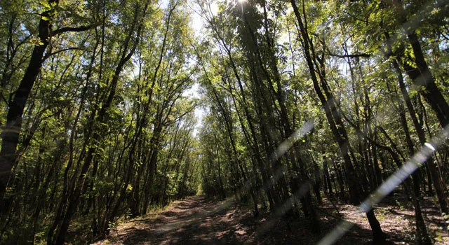 Прокуратура проведет проверки лесного законодательства