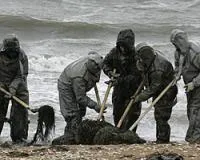 Росприроднадзор оценил ущерб от аварии в Керченском проливе